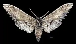 Male Langia zenzeroides nawai underside