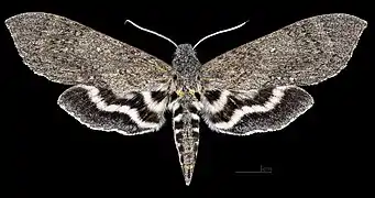 Lintneria maura  ♀