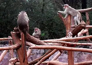 Bonnet macaque