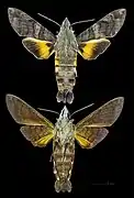 Macroglossum