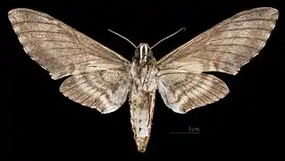 Manduca corallina   ♀ △