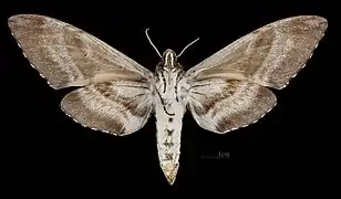 Manduca corumbensis ♀ △