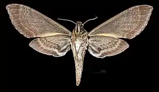 Female △ Ventral side