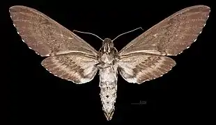 Female △ Ventral side