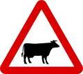 Cattle