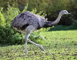 The greater rhea is the largest native bird in the Americas, weighing up to 40&nbsp;kg (88&nbsp;lb).