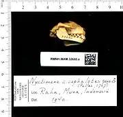 A bat skull with its mouth closed