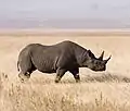The critically endangered black rhinoceros, up to 3.75 metres (12.3&nbsp;ft) long, is threatened by poaching.
