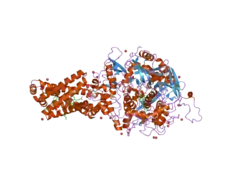 2h89: Avian Respiratory Complex II with Malonate Bound