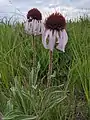 Echinacea angustifolia Narrow-leaved purple coneflower.  Restoration Trail - Camden State Park, MN. 20210708.