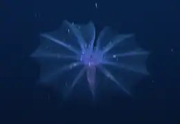 Pelagothuria natatrix observed in 2011 off the Galápagos islands.