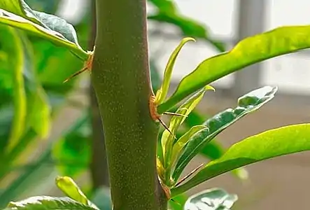 Areoles on this stem of R.&nbsp;grandiflorus have brachyblast leaves (stage B)