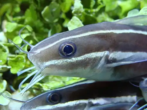 Plotosus lineatus in Sala Humboldt of Aquarium Finisterrae (House of the Fishes), in A&nbsp;Coruña, Galicia, Spain.