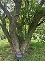 A close-up including the sign with history of the tree.