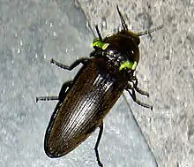 Elateridae: Male headlight click beetle (Pyrophorus&nbsp;noctilucus) from Jamaica