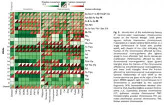 Solid&nbsp; green squares&nbsp; indicate&nbsp; mammalian&nbsp; chromosomes maintained as a single synteny block (either as a single&nbsp; chromosome&nbsp; or&nbsp; fused&nbsp; with&nbsp; another MAM), with shades of the color indicating the fraction of the chromosome affected by intra-chromosomal&nbsp; rearrangements&nbsp; (the&nbsp; lightest shade is most affected). Split blocks demarcate mammalian chromosomes affected by inter-chromosomal rearrangements. Upper (green)triangles show the fraction of the chromosome affected by intra chromosomal rearrangements, and lower (red) triangles show the fraction affected by inter chromosomal rearrangements. Syntenic relationships of each MAM to the human genome are given at the right of the diagram. MAMX appears split in goat because its X chromosome is assembled as two separate fragments. BOR, boreoeutherian ancestor chromosome; EUA, Euarchontoglires ancestor chromo-some; EUC, Euarchonta ancestor chromosome; EUT,&nbsp; eutherian&nbsp; ancestor&nbsp; chromosome;&nbsp; PMT; Primatomorpha ancestor chromosome; PRT, primates (Hominidae) ancestor chromosome; THE, therian ancestor chromosome.