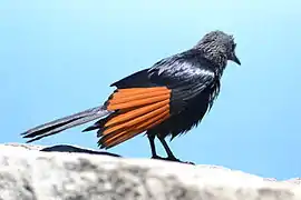 Exposed black-tipped, rufous primaries