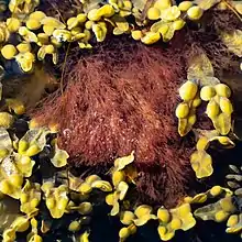 Red algae underwater