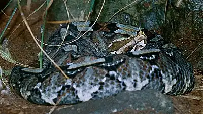 Vidid blue patterned adult