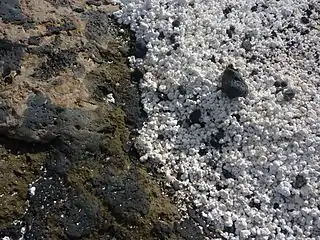 Rhodoliths on the northern shore of Fuerteventura
