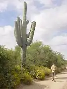 Saguaro towering over a 6&nbsp;ft (1.8&nbsp;m) man