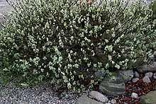 Salix (willow), Taymyr lowlands 24,000–10,300&nbsp;YBP, Yakutia 22,500&nbsp;YBP, Alaska and the Yukon 15,000-11,500&nbsp;YBP