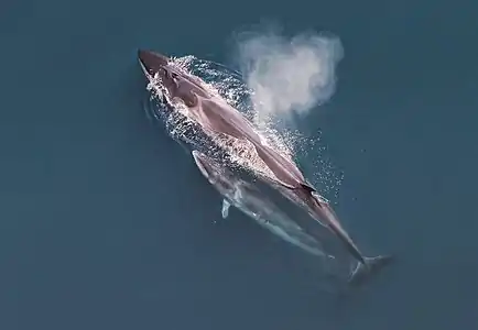 Sei whales