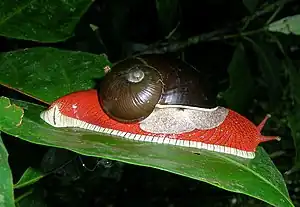 The mantle of the land snail  Indrella ampulla is off-white in color and partly visible under the shell. The head and foot are red, and the foot fringe is off-white with narrow black lines.