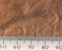 Image 36A 580&nbsp;million year old fossil of Spriggina floundensi, an animal from the Ediacaran period. Such life forms could have been ancestors to the many new forms that originated in the Cambrian Explosion. (from History of Earth)