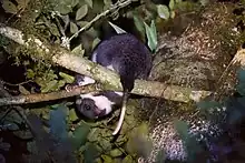 Black and white cuscus