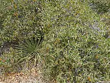 Growing with Yucca schidigera