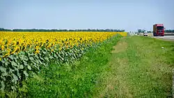 Sunflower field, Vyselkovsky District
