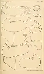 #25 (?/12/1872) and othersVerrill's sketches of the two halves of the lower mandible of specimen No. 4 from 1872 (#25), drawn from photographs (figs. 5–5a), as well as beaks and other remains redrawn from earlier sources: #16 from Harting (1860:pl. 1 figs. 1, 8, 8') (figs. 1–1b); Steenstrup's A.&nbsp;dux from Harting (1860:pl. 1 fig. 1A) (fig. 2); #13 after what was eventually published as Steenstrup (1898:pl. 1 fig. 2) (fig. 3); and "Enoploteuthis hartingii" from Harting (1860:pl. 2 fig. 15, pl. 3 figs. 23–24) (figs. 4–4b) (Verrill, 1880a:pl. 25)