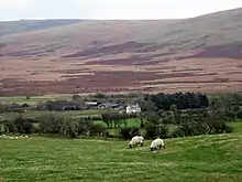 sheep pasture with distant mountainous brown moorland