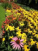 Thousands of flowers in Mozirski Gaj Flower Park