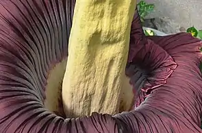 A. titanum close up, Bayreuth University, Germany, June 7, 2015