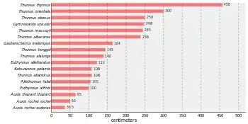 Bar chart that states Thunnus thynnus is the largest tuna, at 458 centimetres (180&nbsp;in) followed by Thunnus orientalis at 300 centimetres (120&nbsp;in), Thunnus obsesus at 250 centimetres (98&nbsp;in), Gymnosarda unicolor at 248 centimetres (98&nbsp;in), Thunnus maccoyii at 245 centimetres (96&nbsp;in), Thunnus albacares at 239 centimetres (94&nbsp;in), Gasterochisma melampus at 164 centimetres (65&nbsp;in), Thunnus tonggol at 145 centimetres (57&nbsp;in), Thunnus alalunga at 140 centimetres (55&nbsp;in), Euthynnus alletteratus at 122 centimetres (48&nbsp;in), Katsuwonus pelamis at 108 centimetres (43&nbsp;in), Thunnus atlanticus at 108 centimetres (43&nbsp;in), Allothunnus fallai at 105 centimetres (41&nbsp;in), Euthynnus affinis at 100 centimetres (39&nbsp;in), Auxis thazard thazard at 65 centimetres (26&nbsp;in),Auxis rochei rochei at 50 centimetres (20&nbsp;in), and Auxis rochei eudorax at 36.5 centimetres (14.4&nbsp;in)