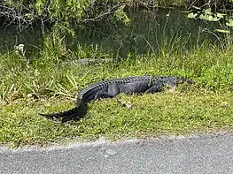 Two American Alligators next to the bike path at Shark Valley