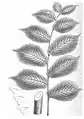 Leaf-drawing (1848) of Osborne and Morren's 'Superba', leaves to 26 × 15 &nbsp;cm.