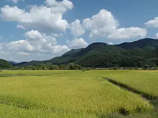 Autumn rice fields in Wanju near Gui Lake, September 2014