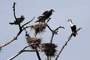 A nesting colony in iSimangaliso Wetland Park, South Africa