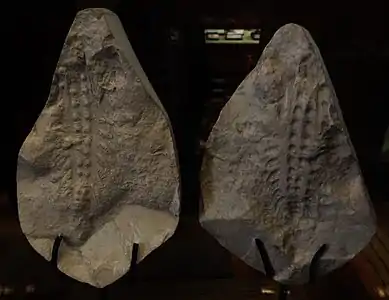 Fossils of Xenusion, a lobopodian that might have grown up to 20&nbsp;centimeters.