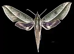 Female dorsal(coll.MHNT)