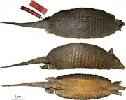Brown armadillo